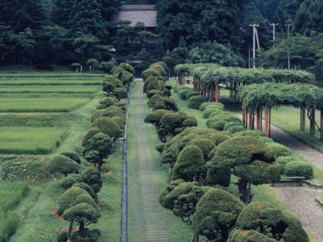 きのこ杉