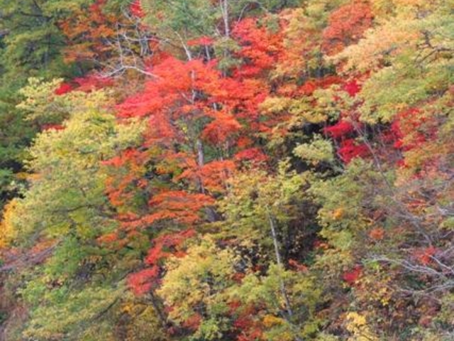 網木渓谷の写真1