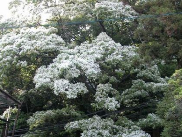 釜戸ヒトツバタゴ自生地