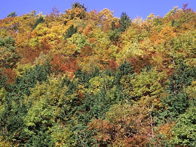 軽岡峠の紅葉の写真1