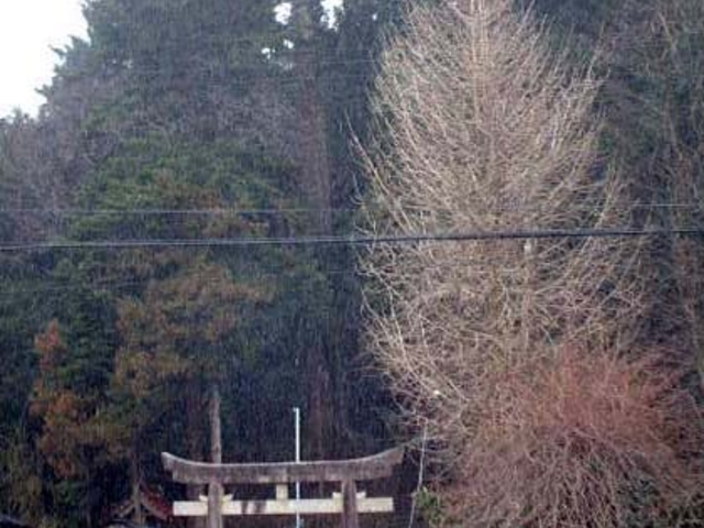 白藤神社の大モミの木