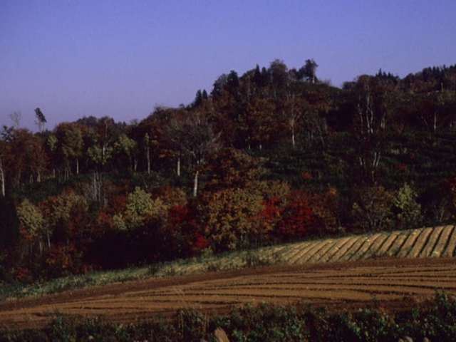 畑ヶ平高原の写真1