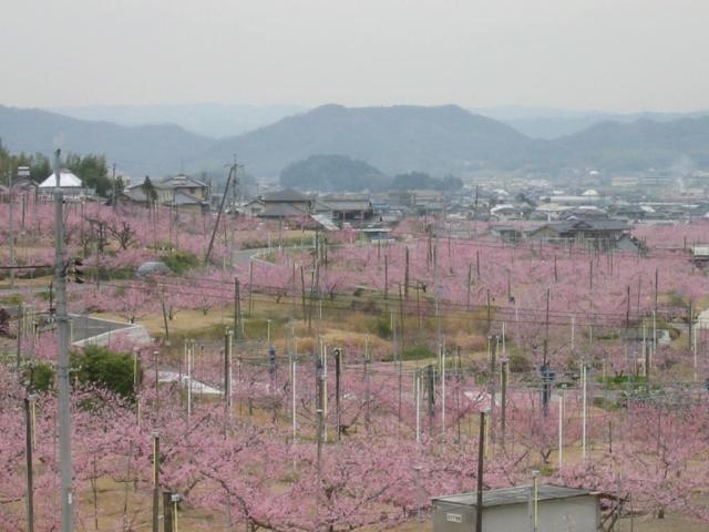 桃畑_桃畑