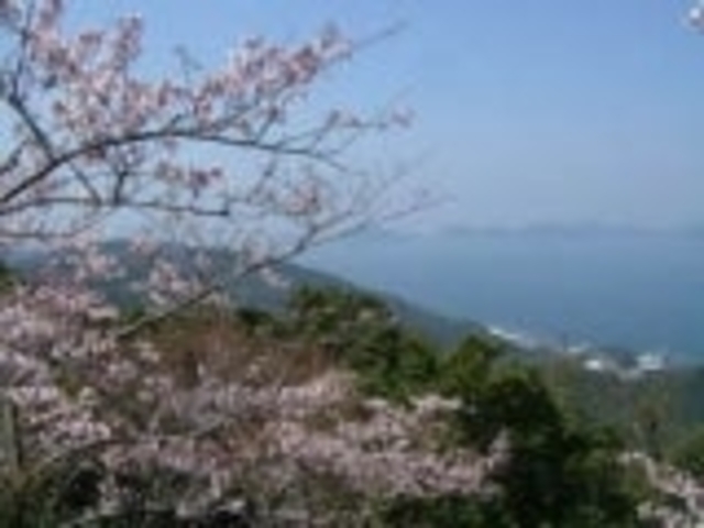 太華山/さくらの写真1