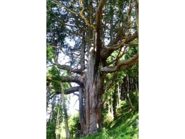 大久保のヒノキの写真1