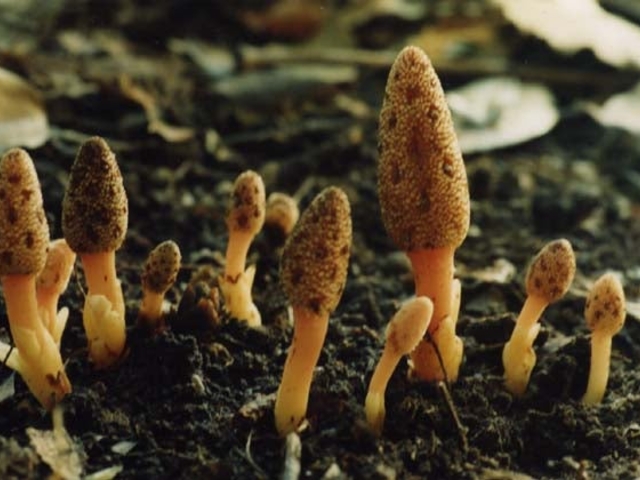 キイレツチトリモチ発見の地の写真1