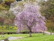 天童公園(舞鶴山)の桜の写真1