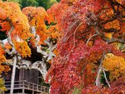 中釜戸のシダレモミジの写真1