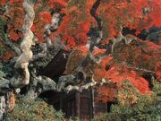 中釜戸のシダレモミジの写真2