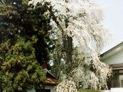 笠地蔵のしだれ桜の写真1