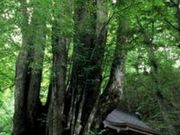 剣桂の写真4