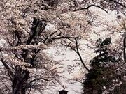 城山の桜の写真1