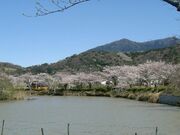 北条大池の桜の写真1