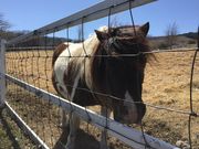 たかやま高原牧場の写真1