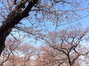 緑ケ丘霊園の桜の写真2