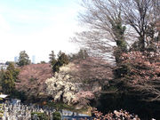緑ケ丘霊園の桜の写真3