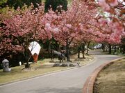 倶利伽羅山の八重桜の写真1