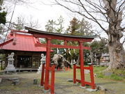 清水八幡の夫婦ケヤキの写真2