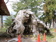 清水八幡の夫婦ケヤキの写真3