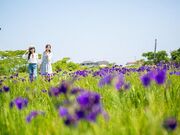 斎宮のハナショウブ群落の写真1