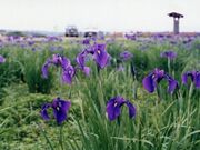 斎宮のハナショウブ群落の写真2