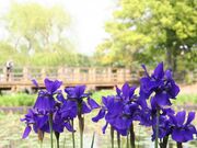 八条ケ池西池のハス・アヤメ・ショウブ・カキツバタ・スイレンの写真1