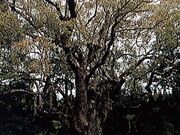 清武の大クスの写真1