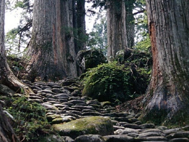 白山中居神社の森