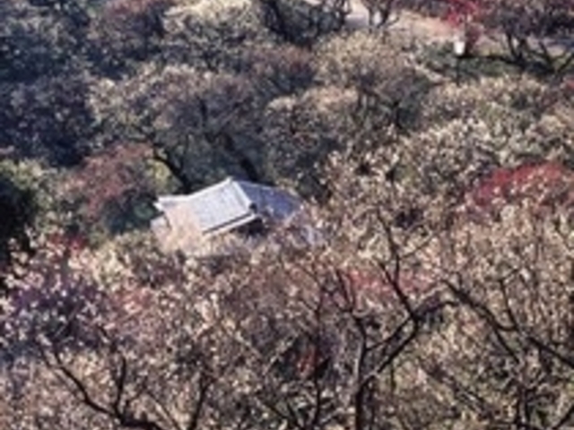 MOA美術館の梅