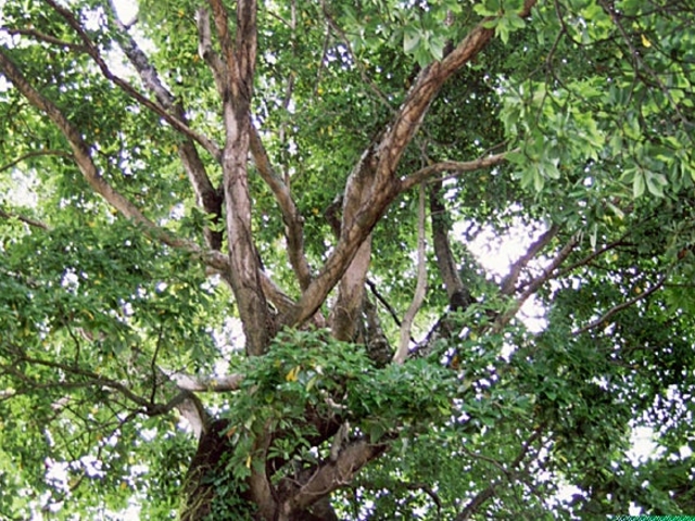 福田寺のイヌグスの写真1