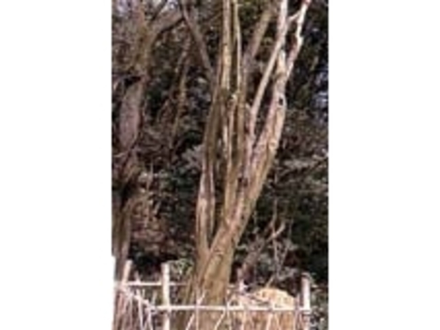 花梨の巨木の写真1