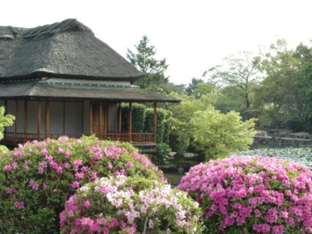 神野公園のツツジ