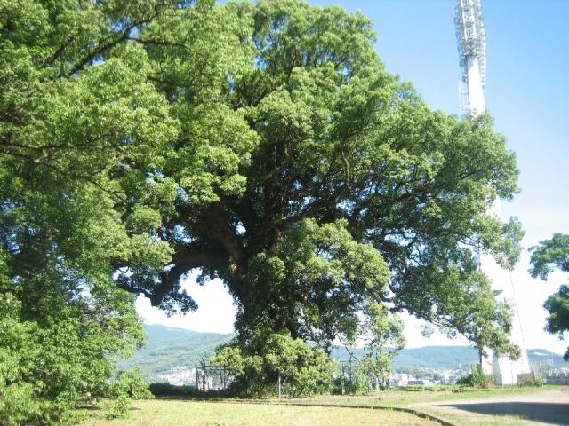 藤崎台のクスノキ群の写真1