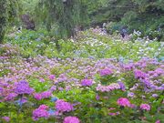 本土寺のアジサイの写真1