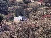 MOA美術館の梅の写真1