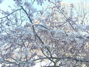 龍野公園の桜の写真1