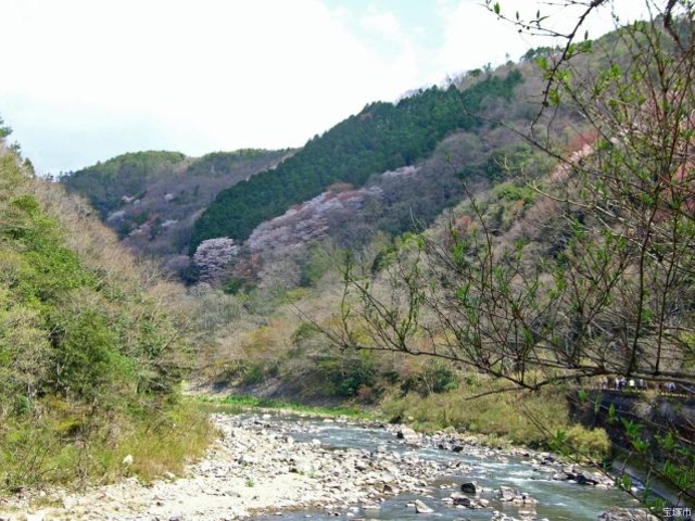 桜の園の写真1