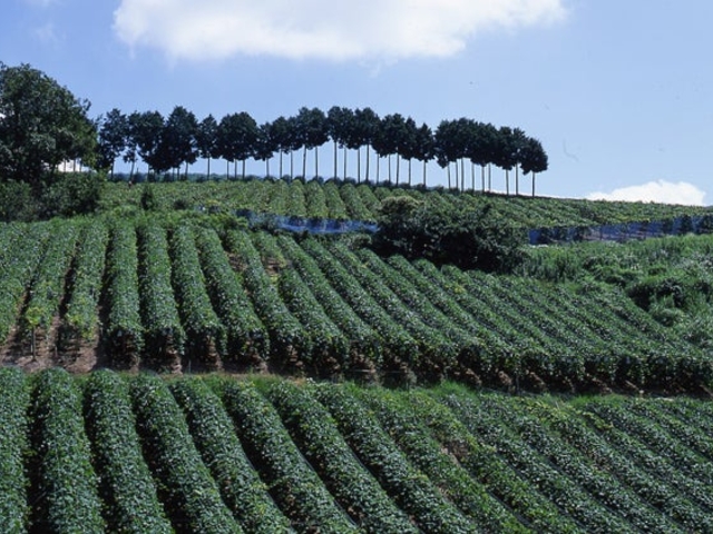 ぶどう畑の写真1