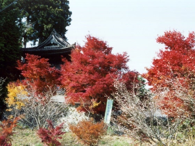 普門寺の四季桜と紅葉の写真1