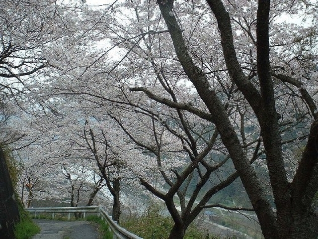 上山の桜並木の写真1