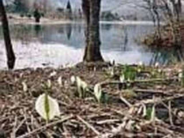 散歩コースには水芭蕉の群生地がある_鴫の谷地沼
