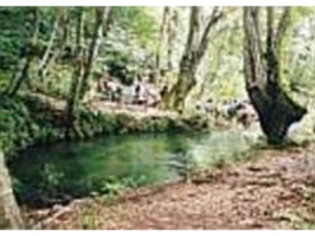 鳥海山麓の湧水でできた湿原に多彩な植物が_獅子ヶ鼻湿原植物群落