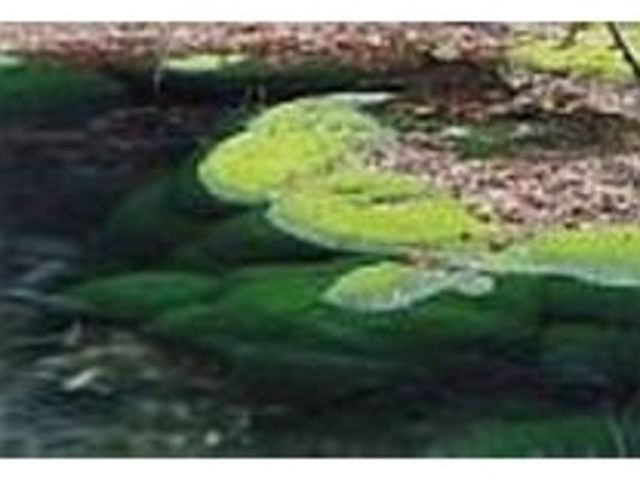 コケがボール状に発達している鳥海まりも_獅子ヶ鼻湿原植物群落