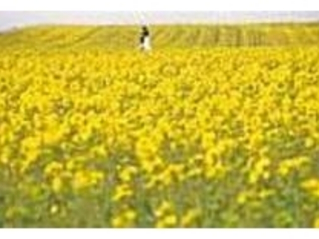 地平線まで黄色。満月の時の花畑もきれい_横浜町 菜の花畑