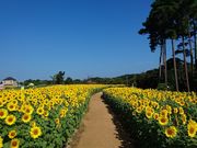 淡路ファームパーク イングランドの丘の写真4