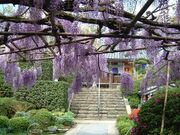 子安地蔵寺の藤の写真1
