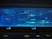 島根県立しまね海洋館(アクアス)の写真2