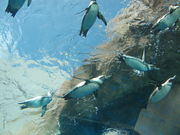 島根県立しまね海洋館(アクアス)の写真3