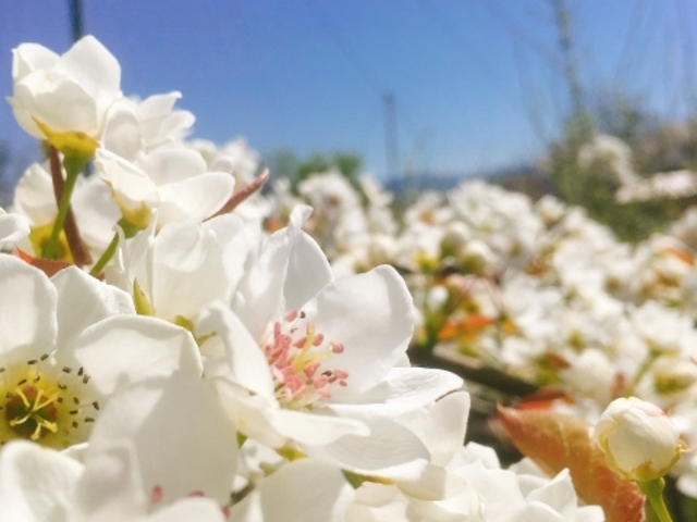 奥村農園