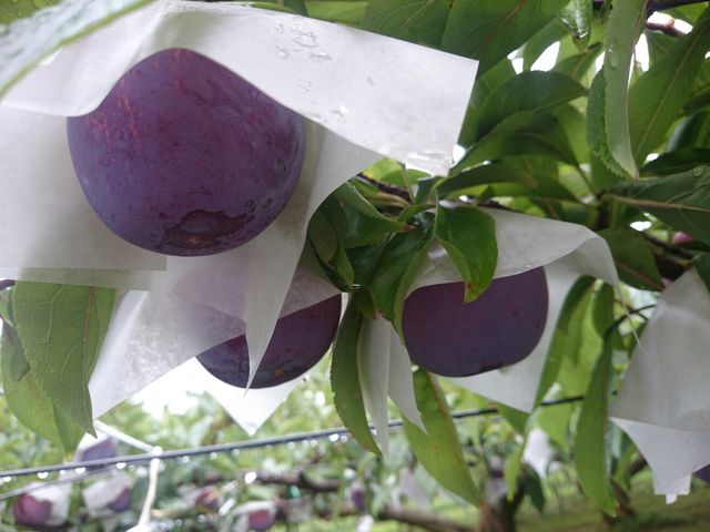 奥村農園